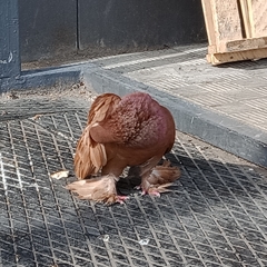 Columba livia domestica
