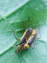 Chauliognathus sticticus