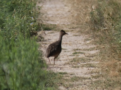 Nothoprocta cinerascens