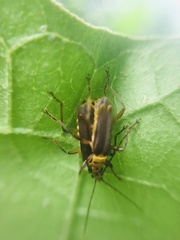 Chauliognathus sticticus