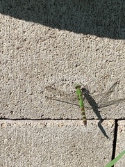 Erythemis vesiculosa