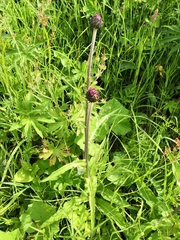Cirsium heterophyllum
