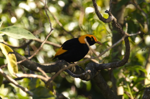 Sericulus chrysocephalus