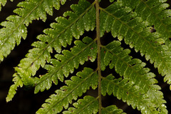 Microlepia trichocarpa