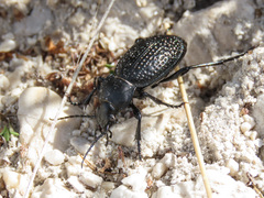 Carabus cavernosus variolatus