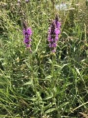 Stachys palustris