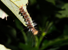 Euproctis latifascia