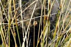 Afroscirpoides dioeca