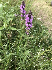 Stachys palustris