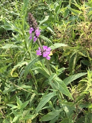Stachys palustris