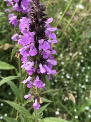 Stachys palustris