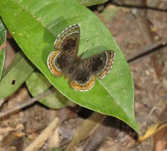 Chalodeta chitinosa