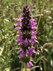 Stachys palustris