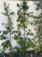 Podocarpus macrophyllus maki