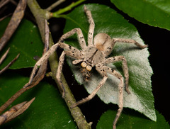 Heteropoda pingtungensis