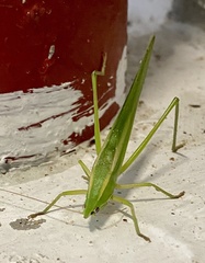 Euconocephalus pallidus