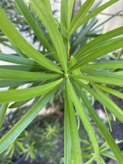 Podocarpus macrophyllus maki