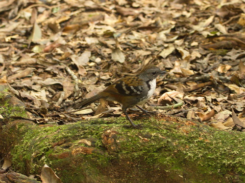 Orthonyx temminckii