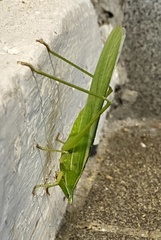 Euconocephalus pallidus