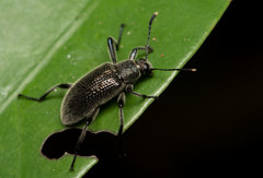 Strongylium albopilosum