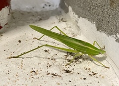 Euconocephalus pallidus