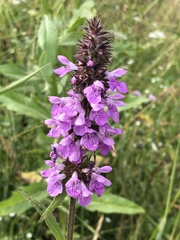 Stachys palustris