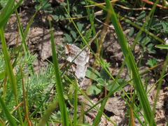 Aplocera praeformata