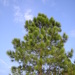 Pinus massoniana - Photo (c) Doctoroftcm, algunos derechos reservados (CC BY-SA)