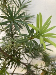 Podocarpus macrophyllus maki