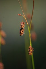 Carex magellanica