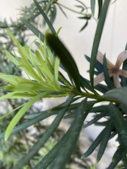 Podocarpus macrophyllus maki