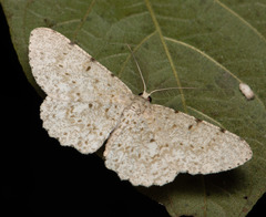 Catoria sublavaria