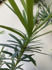 Podocarpus macrophyllus maki