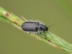 Enicopus pilosus