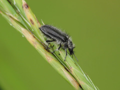 Enicopus pilosus