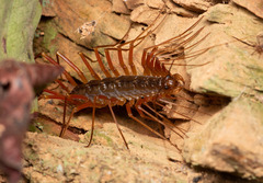 Thereuopoda