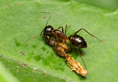 Camponotus carin