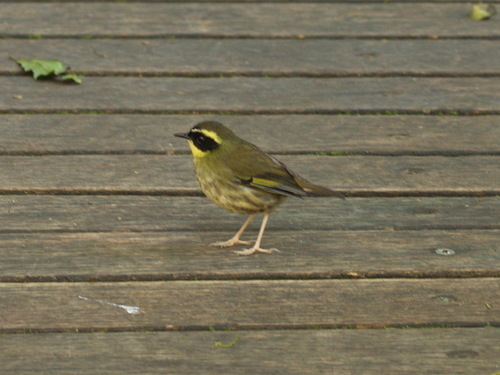 Neosericornis citreogularis