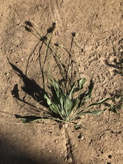 Plantago lanceolata