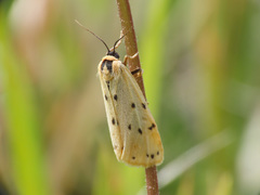 Setina