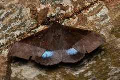 Ischyja manlia
