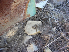 Macroprotodon mauritanicus