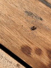 Rhyparochromus vulgaris