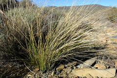 Afroscirpoides dioeca