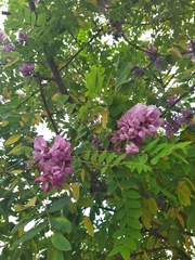 Robinia viscosa