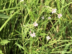 Epilobium palustre