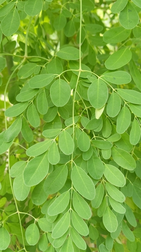 Moringa oleifera iNat (1)