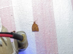 Cenopis reticulatana