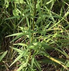 Epilobium palustre