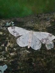 Idaea trigeminata